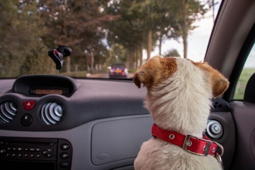 車に乗る小型犬